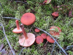 Lactarius lacunarum
