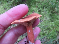 Lactarius lacunarum