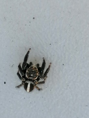Evarcha denticulata