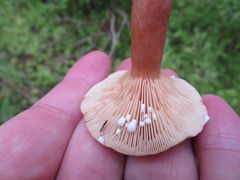 Lactarius lacunarum
