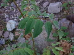 Sanguisorba dodecandra