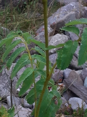 Sanguisorba dodecandra