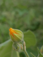 Abutilon theophrasti