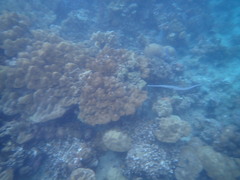 Fistularia commersonii