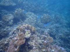 Caranx melampygus