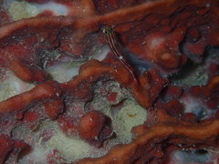 Helcogramma striata