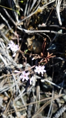 Claytonia exigua