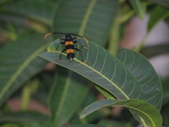 Zonopterus flavitarsis