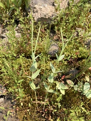 Epilobium glaberrimum