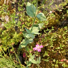 Epilobium glaberrimum