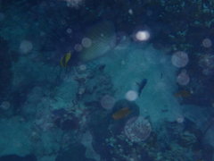 Chaetodon decussatus