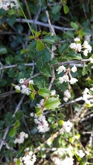 Ceanothus jepsonii