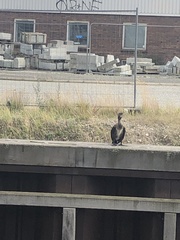 Phalacrocorax carbo