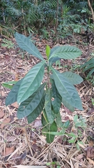 Oxyceros longiflorus