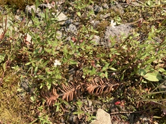 Epilobium hallianum