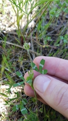Trifolium bifidum