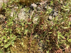 Epilobium hallianum
