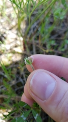 Trifolium bifidum