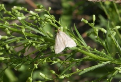 Udea accolalis