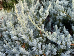 Juniperus communis kelleyi