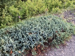 Juniperus communis kelleyi