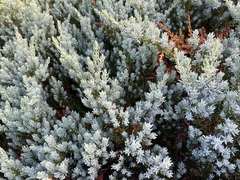 Juniperus communis kelleyi