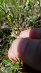 Trifolium bifidum