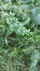 Galium rivale