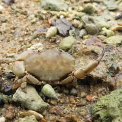 Epixanthus frontalis