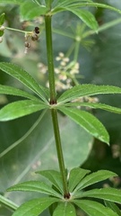 Galium rivale