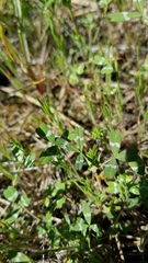 Trifolium bifidum