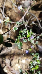 Ceanothus foliosus foliosus
