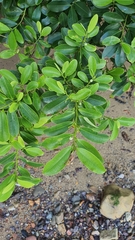 Erythroxylum cuneatum