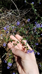 Ceanothus foliosus foliosus