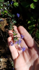 Ceanothus foliosus foliosus