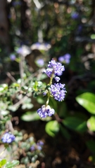 Ceanothus foliosus foliosus