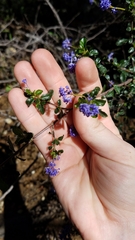 Ceanothus foliosus foliosus