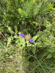 Prunella grandiflora