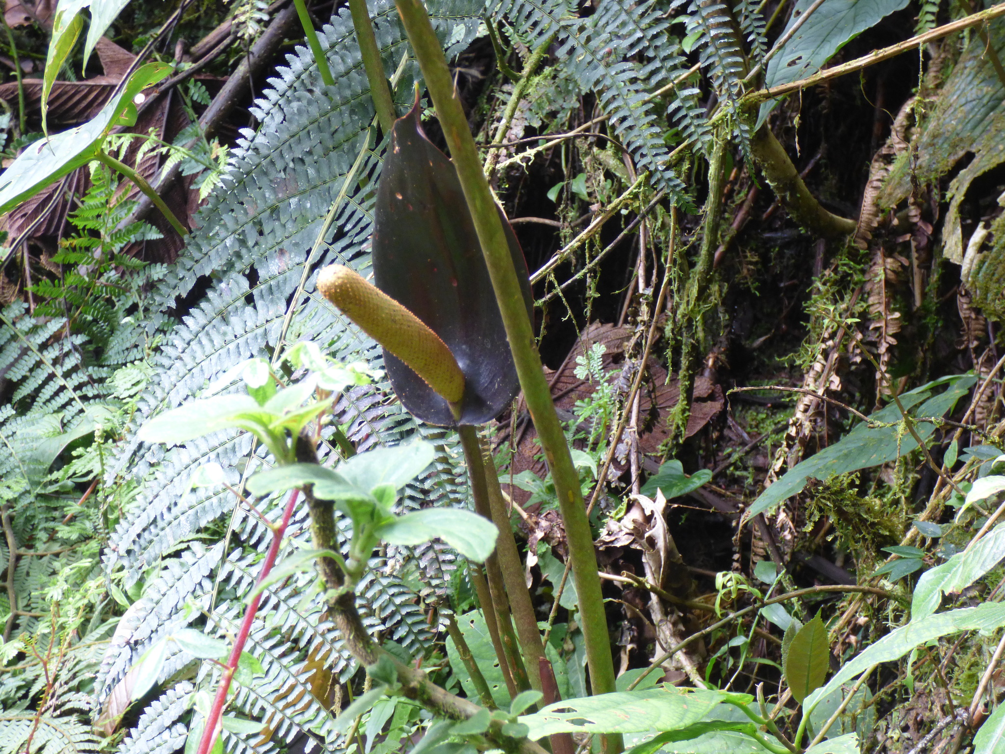 Anthurium atramentarium · iNaturalist.ca