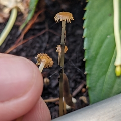 Parasola auricoma
