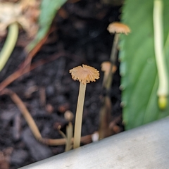 Parasola auricoma