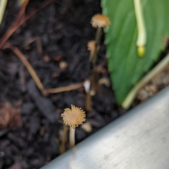 Parasola auricoma