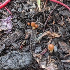 Parasola auricoma