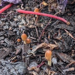 Parasola auricoma