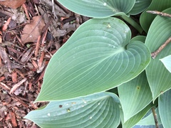 Hosta ventricosa