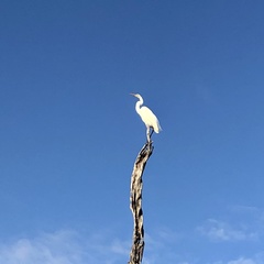 Ardea alba