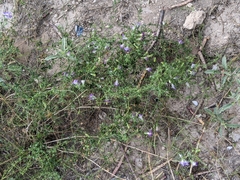 Maurandya antirrhiniflora