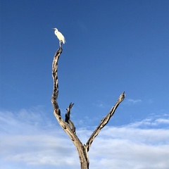 Ardea alba
