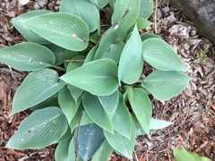 Hosta ventricosa