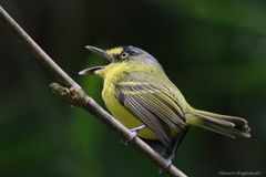 Yellow-Lored Tody-Flycatcher photo 2